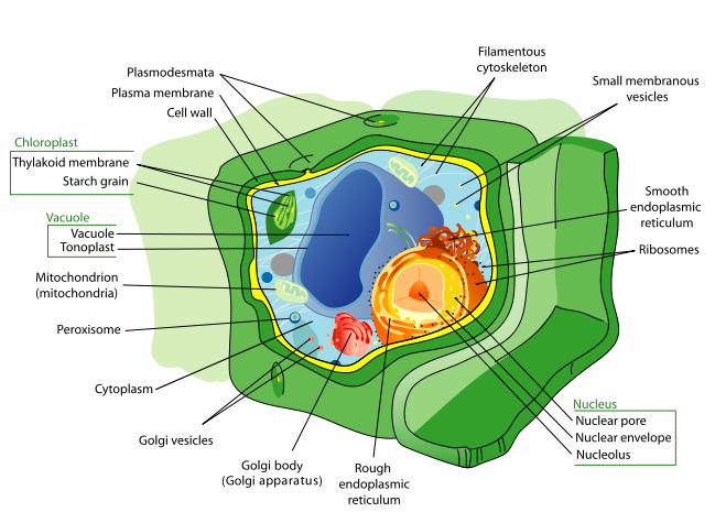 Labeled diagram of a plant cell.