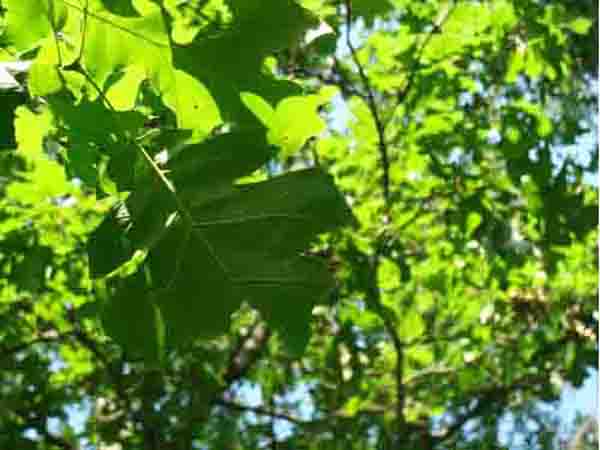Photo of Red Oak Leaves, Quercus alba