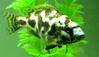 Juvenile Livingston Cichlid (Nimbochromis livingstonii)