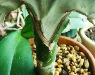 Eurphorbia lactea grafted on top of a Euphorbia neriifolia root stock. 