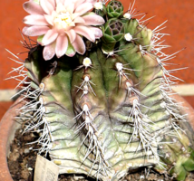 Gymnocalycium mihanovichii