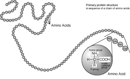 Protein Primary Structure Illustration