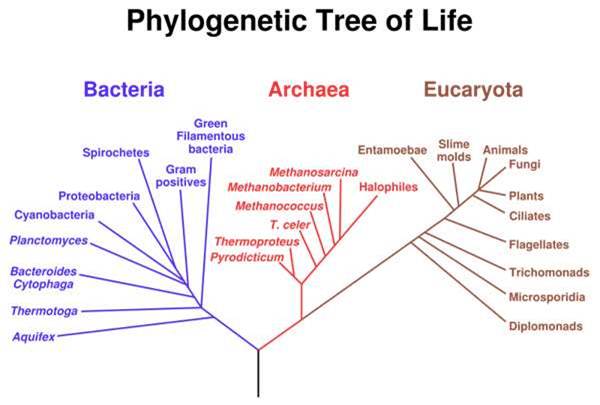 Phylogenetic Treee of Life