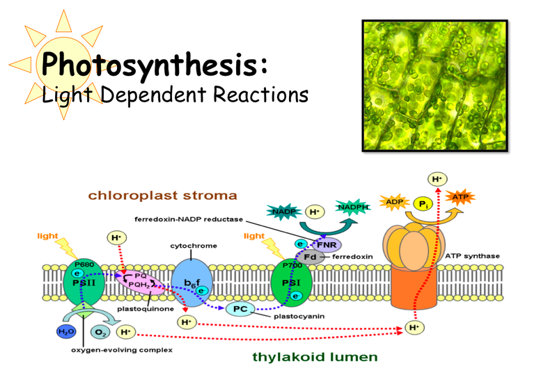 Photosynthsis Light Dependent Reactoins PPT Lecture