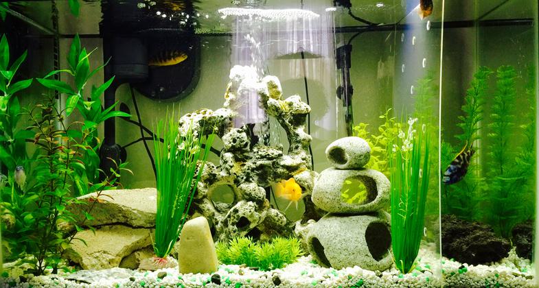 African Cichlid 29 gallon aquarium tank