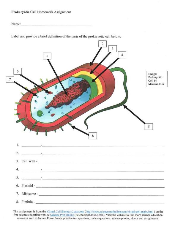 Gallery Prokaryotic Cell Diagrams