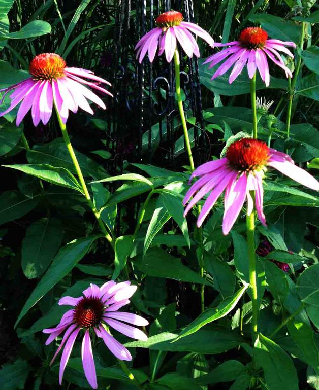 Female Eastern tiger swallowtail (Papilio glaucus) feeding on purple cone flower.