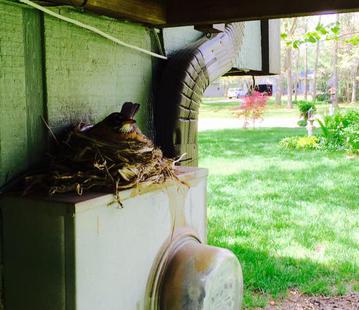 American robin female, Wilma, on her nest. She is fearless, and does not fly off the nest until I am very close. 