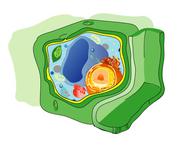 Plant Cell Illustration