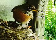 American Robin Female at Nest