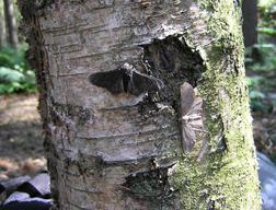 Typica and carbonaria morphs on the same tree. The light-coloured typica (below the bark's scar) is nearly invisible on this pollution-free tree, camouflaging it from predators