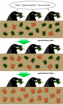 Example of Natural Selection Using Beetles & Birds