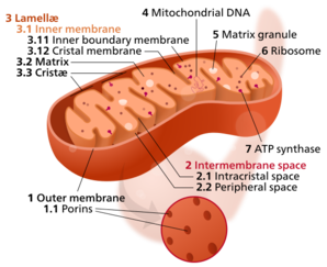 Labeled illustration of chloroplast