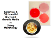 Diffusion, Osmosis & Active Transport Lecture Main Page