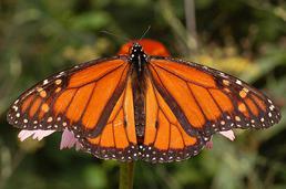 Male monarch. androconium. Note spot called the  in the center of each hind wing. Males are typically slightly larger than female monarchs.