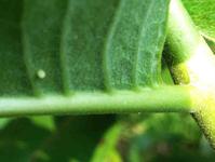 Tiny Monarch Butterfly Egg. Photo Taken Immediately After Butterfly Laid the Egg.
