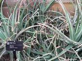 Large Aloe Vera Plants