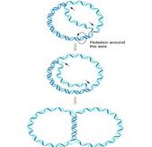 Replication of Bacterial Chromosome