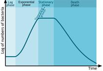 Phases of Bacterial Growth Curve