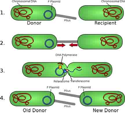 Bacterial conjugation with sex pilus