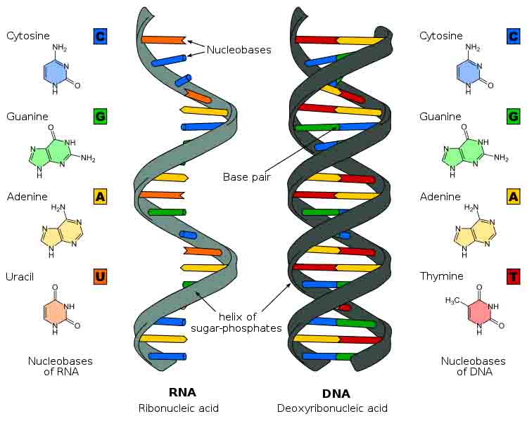 DNA and RNA Structure