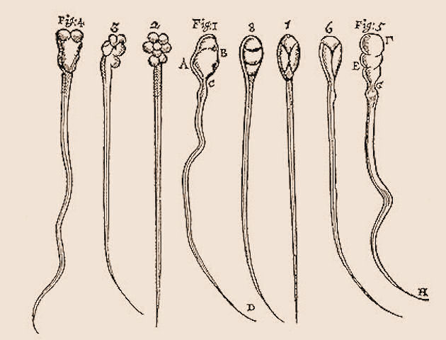 Sperm from rabbits and dogs, drawn by Antonie van Leeuwenhoek in 1678.