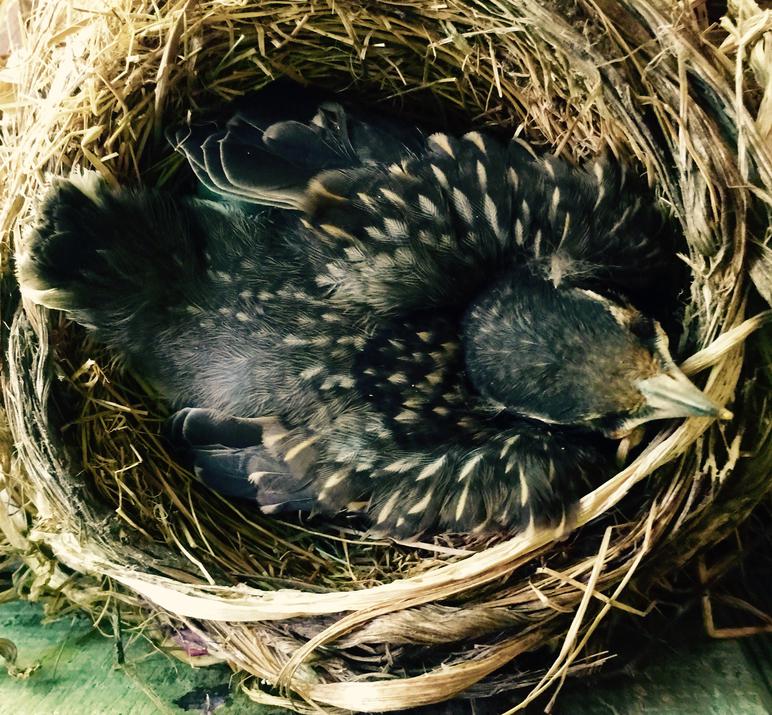 American robin nestling the day before fledging.