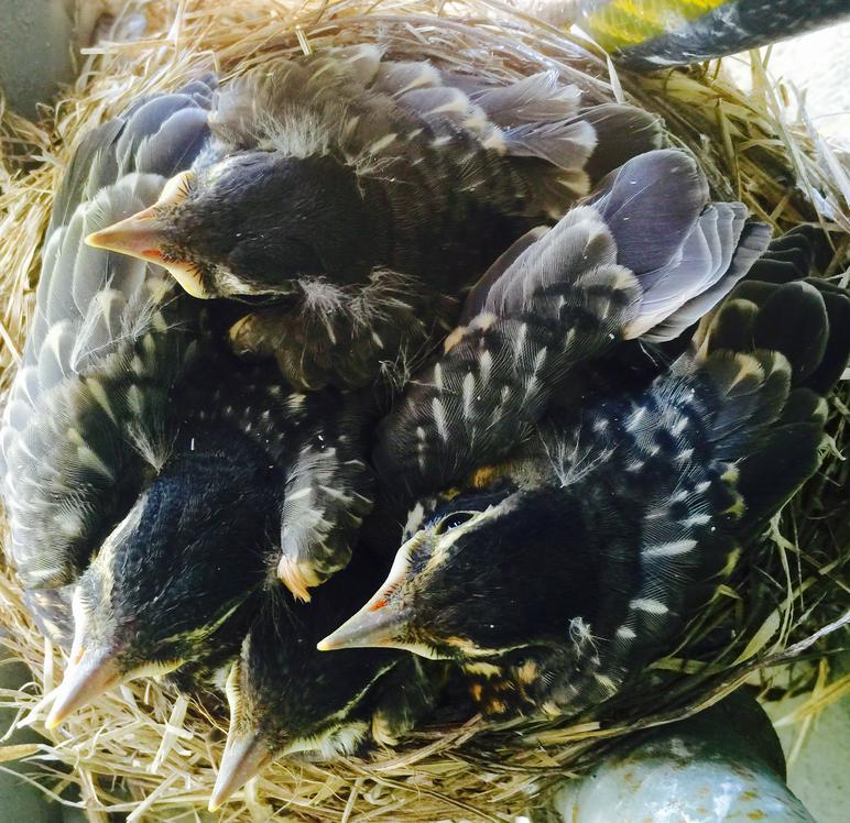 American Robin nestling chicks 13 days old - top view