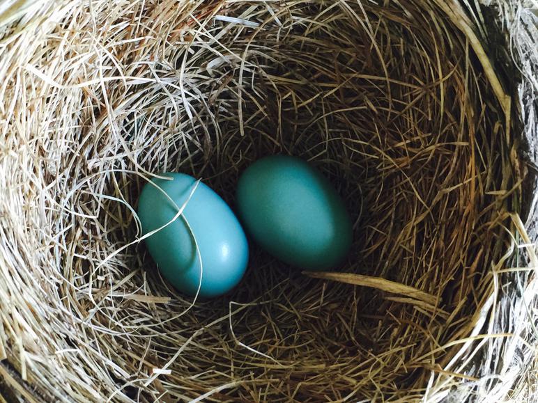 Second egg laif in an American robin clutch.