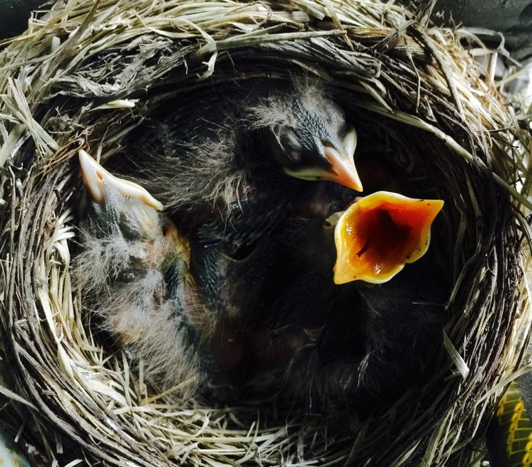 American Robin Nestling Chicks 6 Days Old