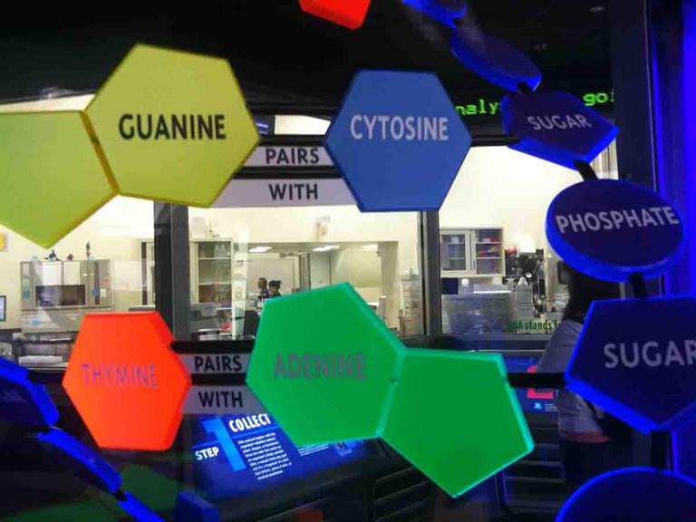 DNA structure model at the Field Museum of Chicago