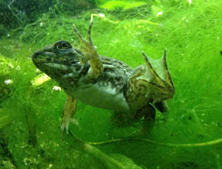 Bullfrog Near End of Metamorphosis. Note Tail Stub Still Reabsorbing.