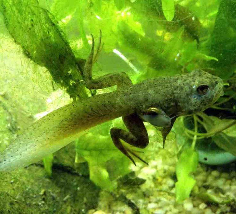 American Bullfrog Tadpole with Rear Legs and Arms. Head Starting to Change Shape.