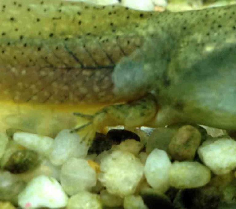 American Bullfrog Tadpole Rear Legs