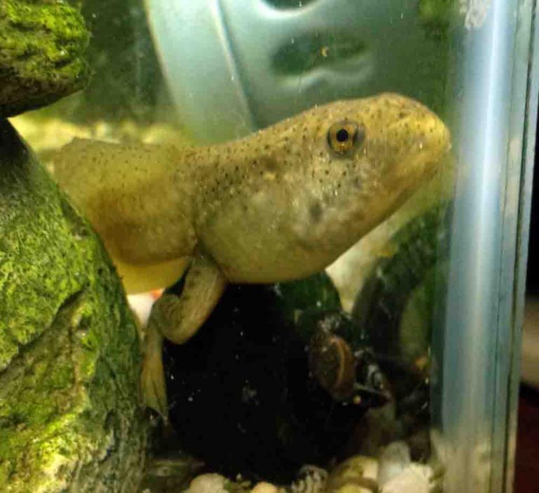 American Bullfrog Tadpole with Well-developed Rear Legs