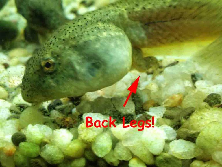 Bullfrog Tadpole With New Rear Legs