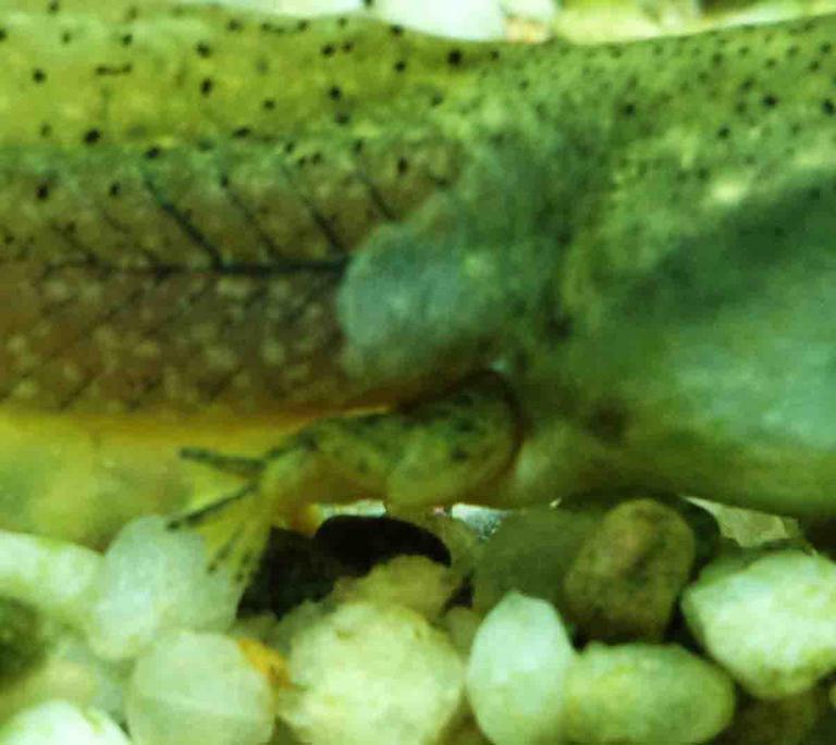 Close-up of Bullrog Tadpole Rear Leg