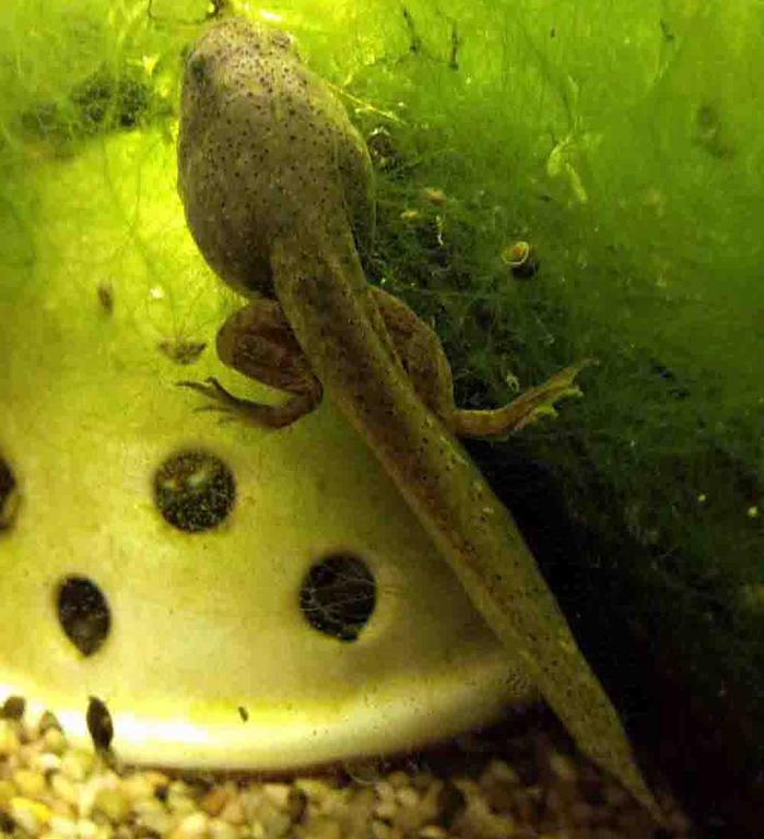 American Bullfrog Tadpole with Well-developed Rear Legs