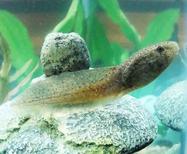 Bullfrog Tadpole in Aquarium