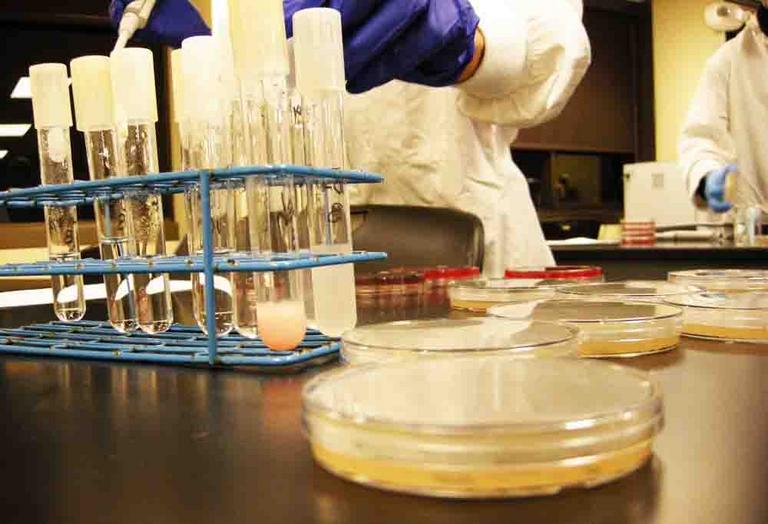 Student using test tubes and TSY media plates in microbiology lab.