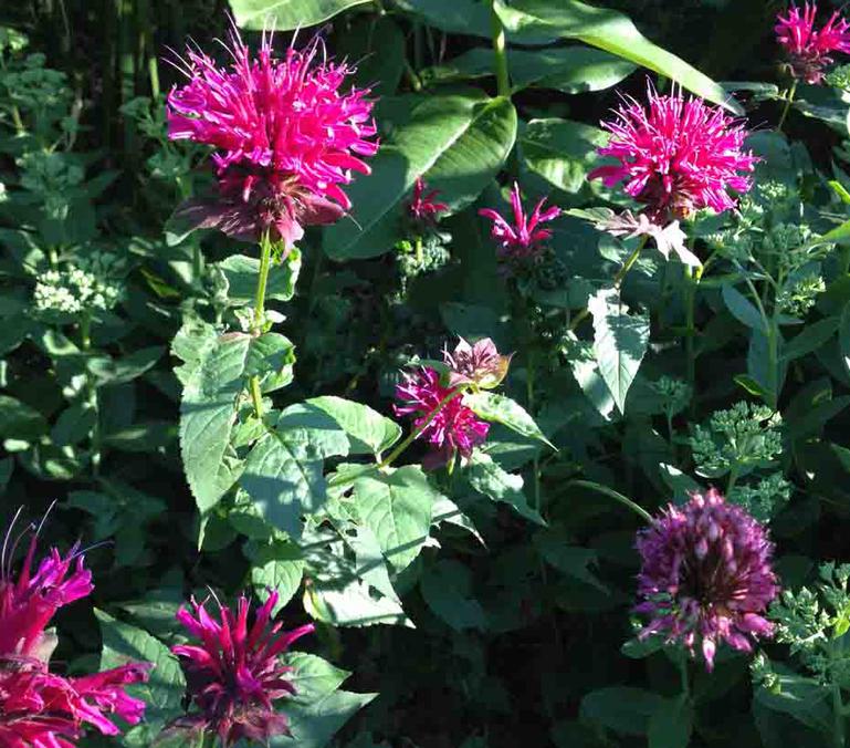 Bee Balm Monarda Attracts Both Butterflies and Hummingbirds