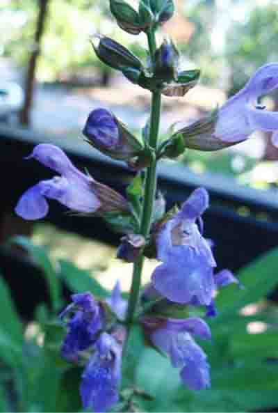 Common Sage, Salvia officinalis flowers photo