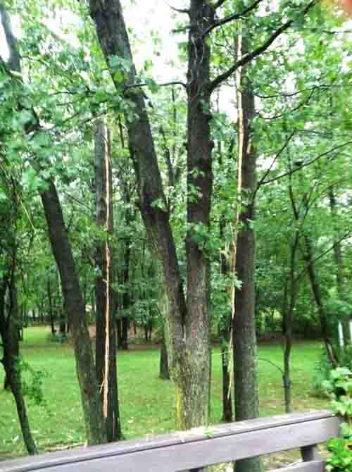 Same lightning strike affected two Red Oaks (Quercus rubra), Note bark stripped off both trees and wood fragments on deck railing.