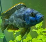 Male Livingston Cichlid (Nimbochromis livingstonii)