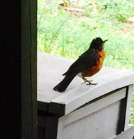 American robin female guarding her nest. 