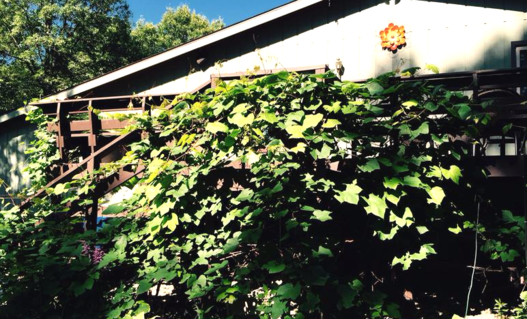 Betty tried to build her second nest on top of the security lighting under roof peak. We discouraged that location. The nest she completed was well-camouflaged in the deck's grapevine.