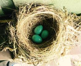 American robin nest with three eggs.