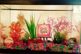 Betta pair in one gallon tank. Note male displaying in upper left of tank, and female hiding in lower left corner.