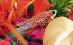 Female crown tail Betta splendens, Chelsea