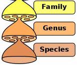 Illustration of Hierarchy of Biological Classification